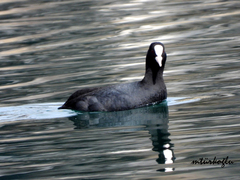 Fulica atra