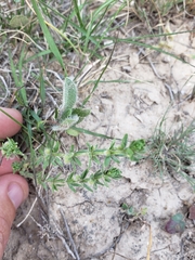 Galium virgatum