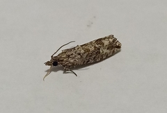 Strepsicrates ejectana