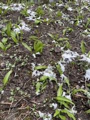 Allium ursinum