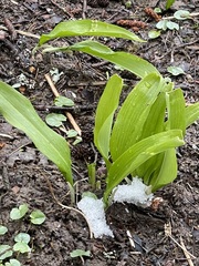 Allium ursinum