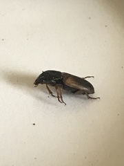 Anisodactylus sanctaecrucis