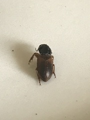 Anisodactylus sanctaecrucis