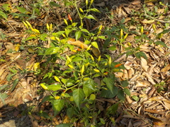 Capsicum frutescens