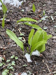 Allium ursinum