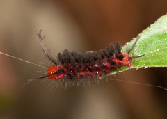 Poliopastea laciades