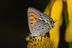 Tharsalea arota schellbachi