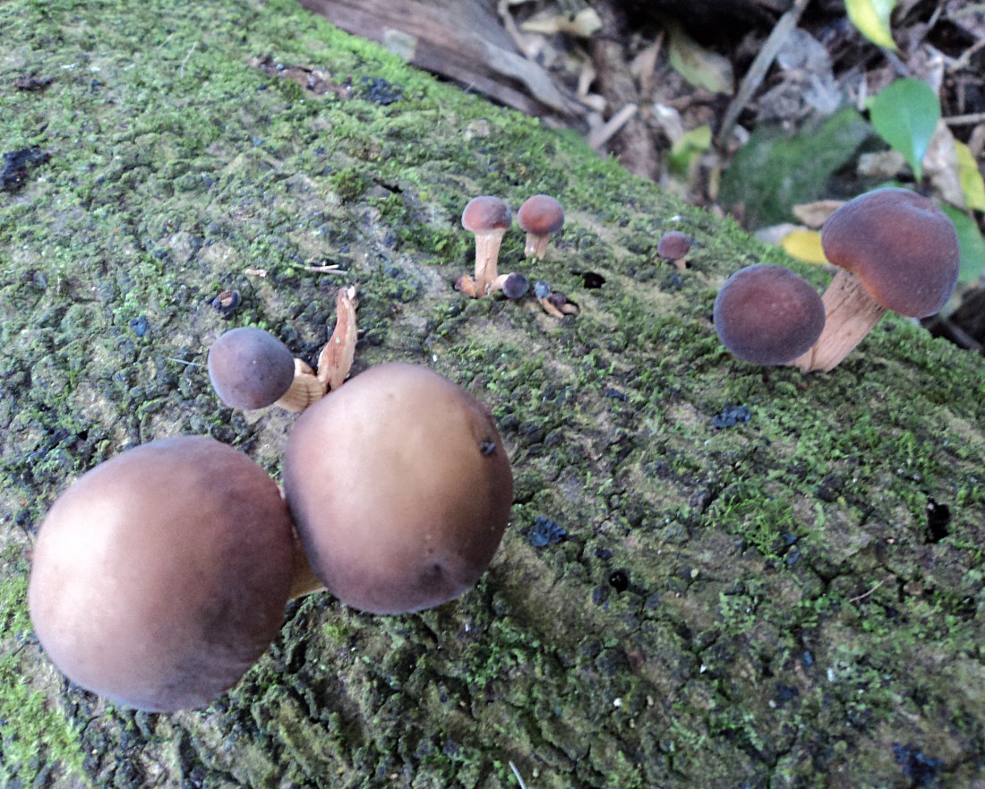 Agrocybe parasitica image