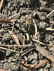 Andrena dunningi