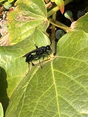 Chalybion