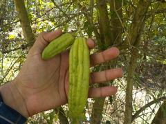 Parmentiera aculeata