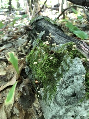 Chalybion