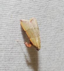 Basacallis tarachodes