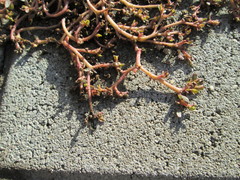 Portulaca oleracea