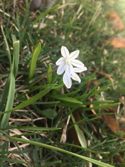 Puschkinia