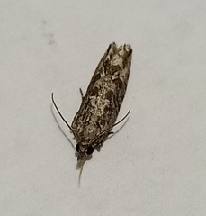 Strepsicrates ejectana