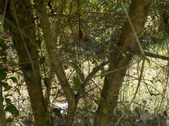 Parmentiera aculeata