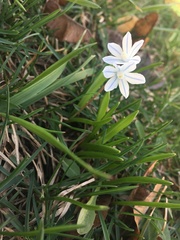 Puschkinia