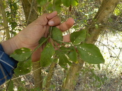 Parmentiera aculeata