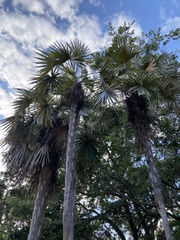 Coccothrinax