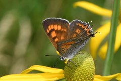 Tharsalea arota schellbachi