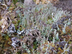 Cladonia macrophylla
