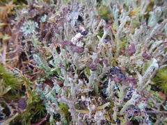 Cladonia macrophylla