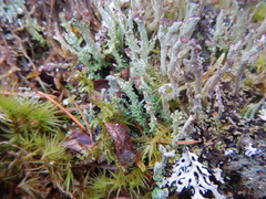 Cladonia macrophylla