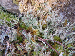 Cladonia macrophylla
