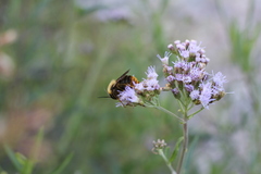 Bombus bellicosus