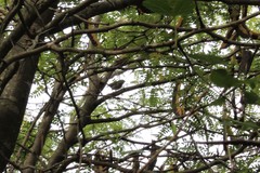 Myiothlypis leucoblephara