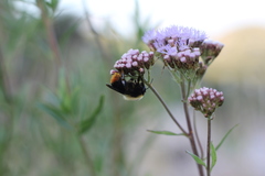Bombus bellicosus