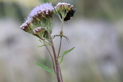 Thomisidae