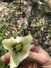 Helleborus viridis