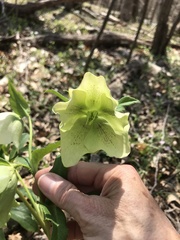 Helleborus viridis