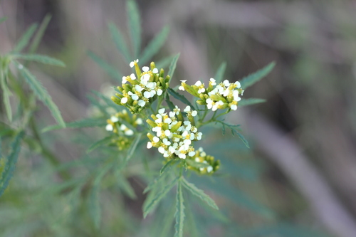 wild marigold