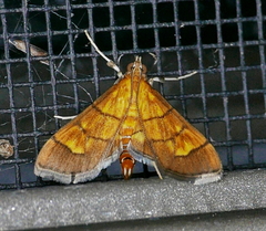 Orphanostigma haemorrhoidalis