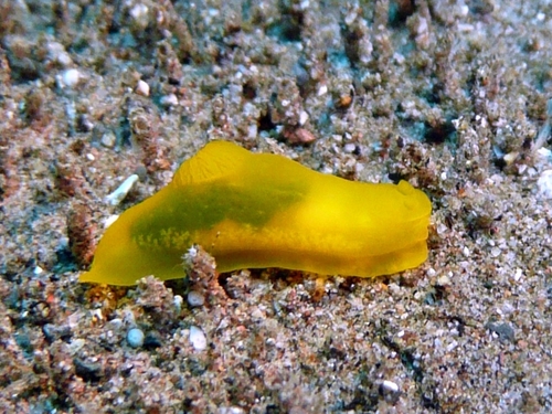 Ridged Gymnodoris
