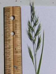 Festuca microstachys