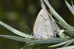 Satyrium sylvinus putnami