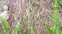 Dichanthium annulatum