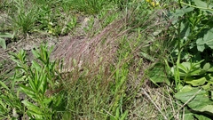 Dichanthium annulatum