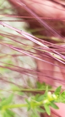 Dichanthium annulatum