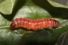 Desmia deploralis