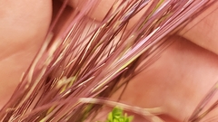 Dichanthium annulatum