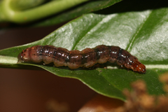 Desmia deploralis