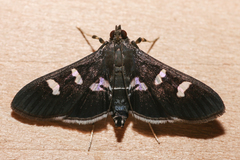 Desmia deploralis