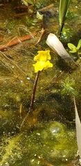 Utricularia radiata
