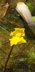 Utricularia radiata