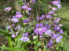 Penstemon tenuis
